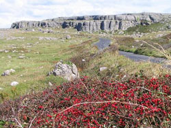 The Burren